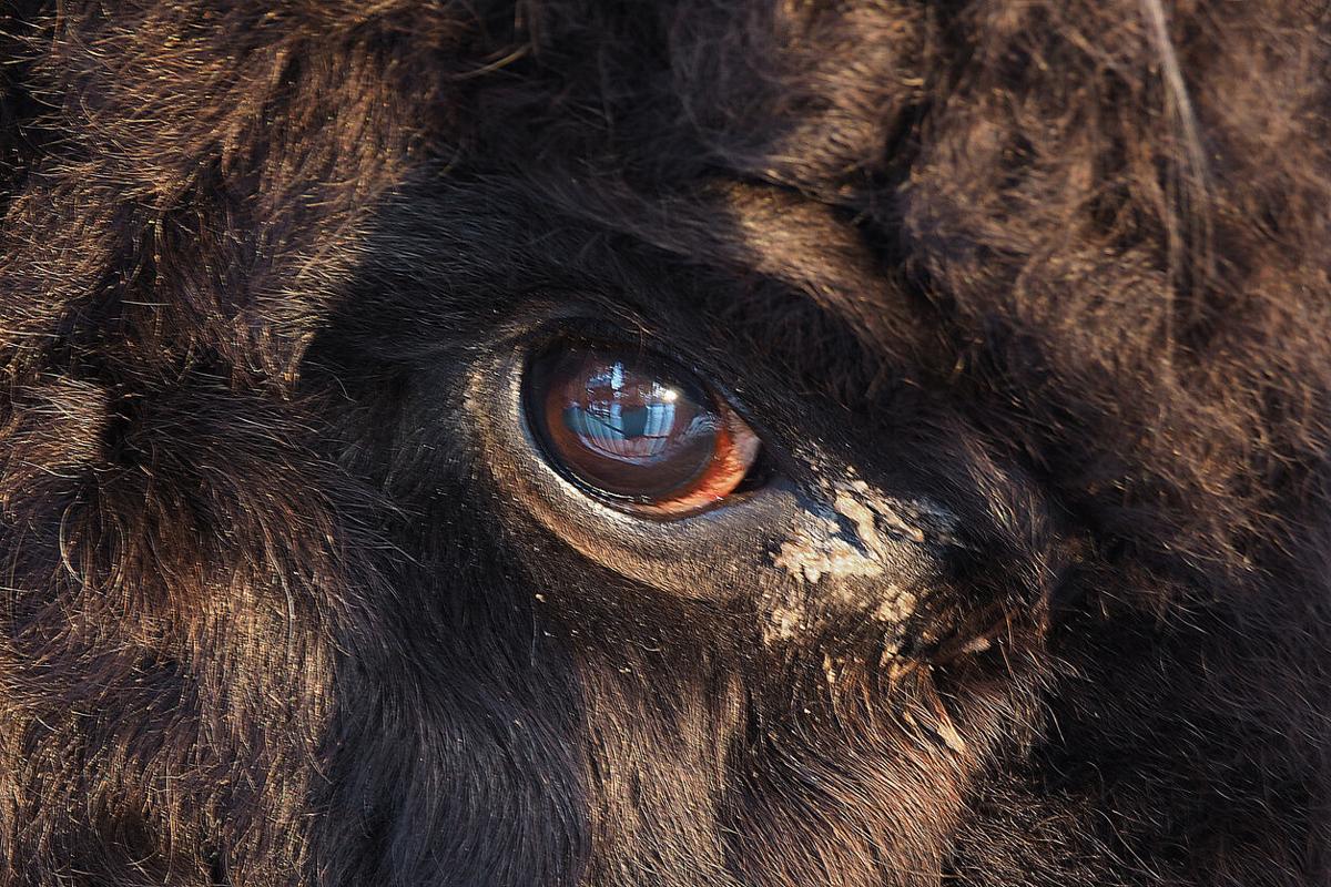 The eye of the beast is piercing Photo: Maestrovideo (iStock).
