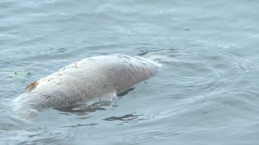 deadfish