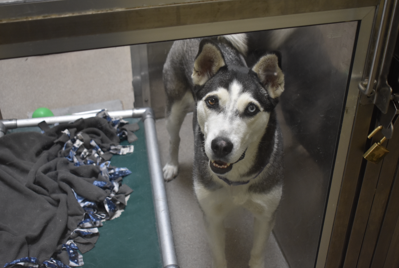 Denver Animal Shelter Adopts live music program to soothe pets