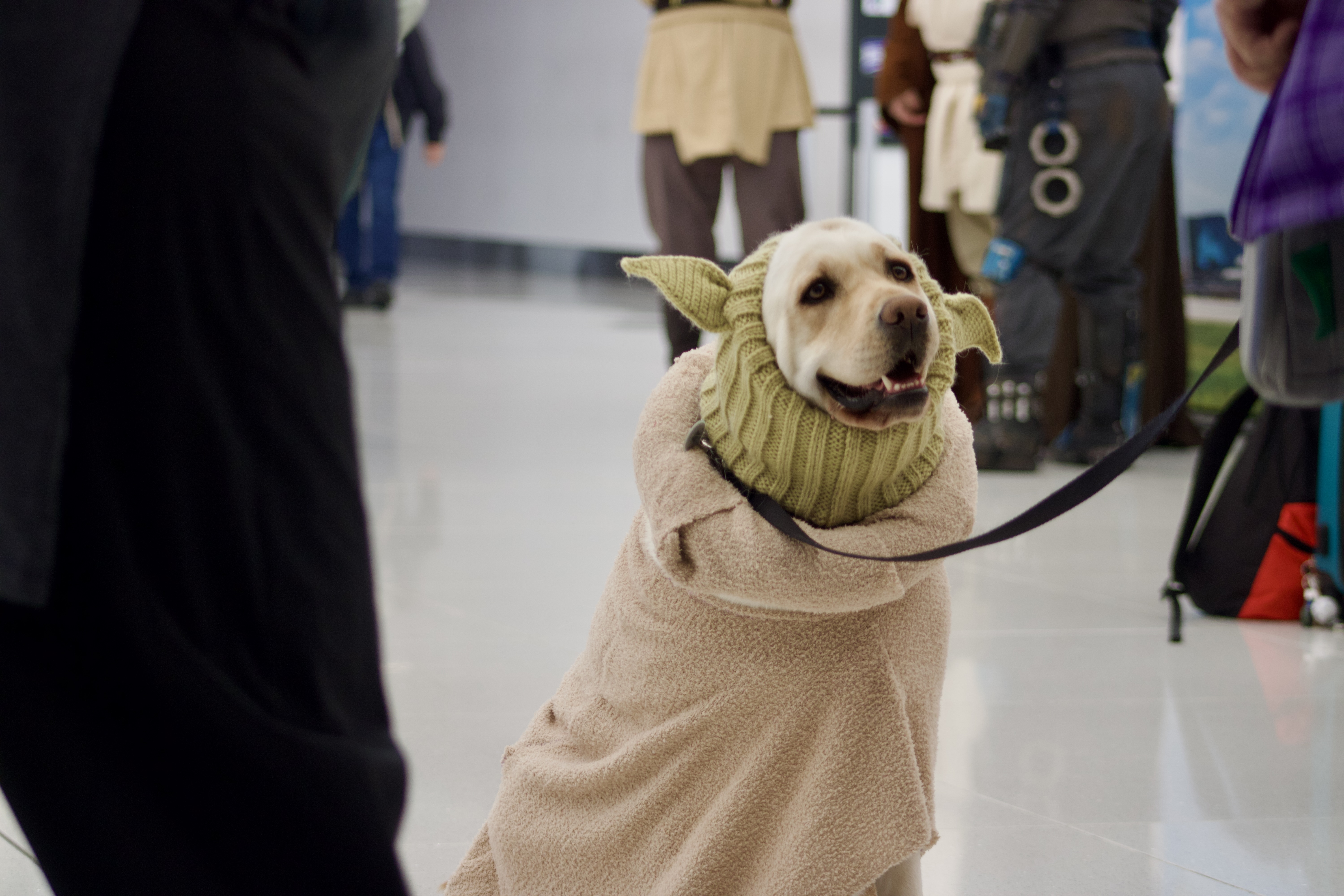 Fuchsia the Yoda dog is one with the force at Denver International Airport for Star Wars Day on Sunday, May 4 in Denver, Colorado. (NoahFestensteinCity Government Reporternoah.festenstein@denvergazette.comhttps://denvergazette.com/content/tncms/avatars/9/f0/326/9f032698-379f-11ee-8053-8bacbed4931f.60984dba383441d9647e0e740a08a8e6.png)