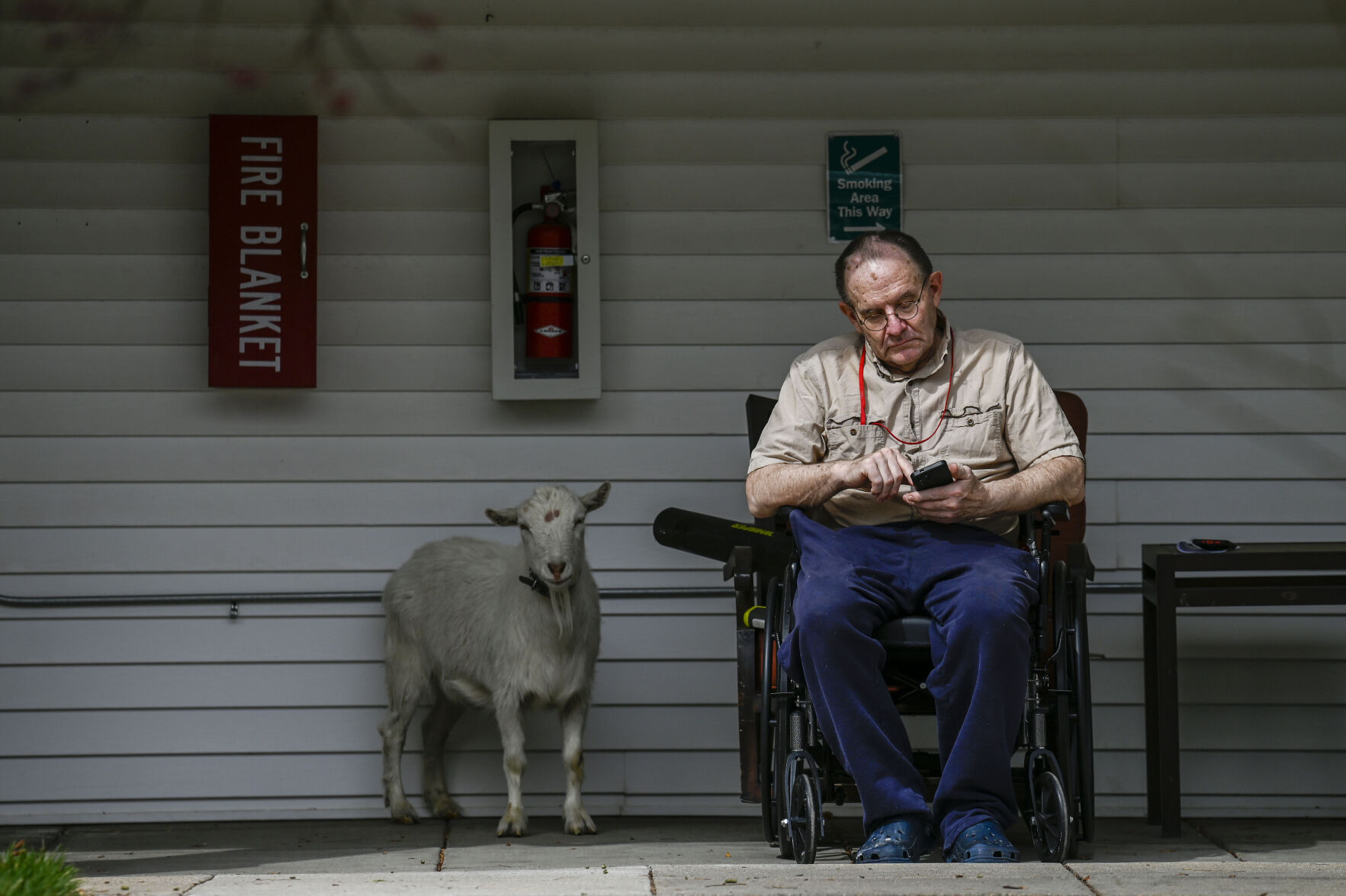Goats, goats, goats: Nonprofit uses goats to help memory care centers around Colorado