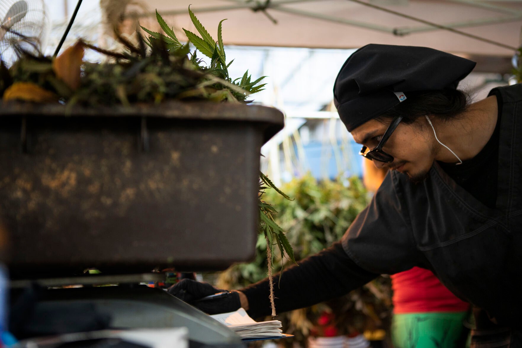 Contaminated marijuana prompts Colorado to consider new off-the-shelf testing program