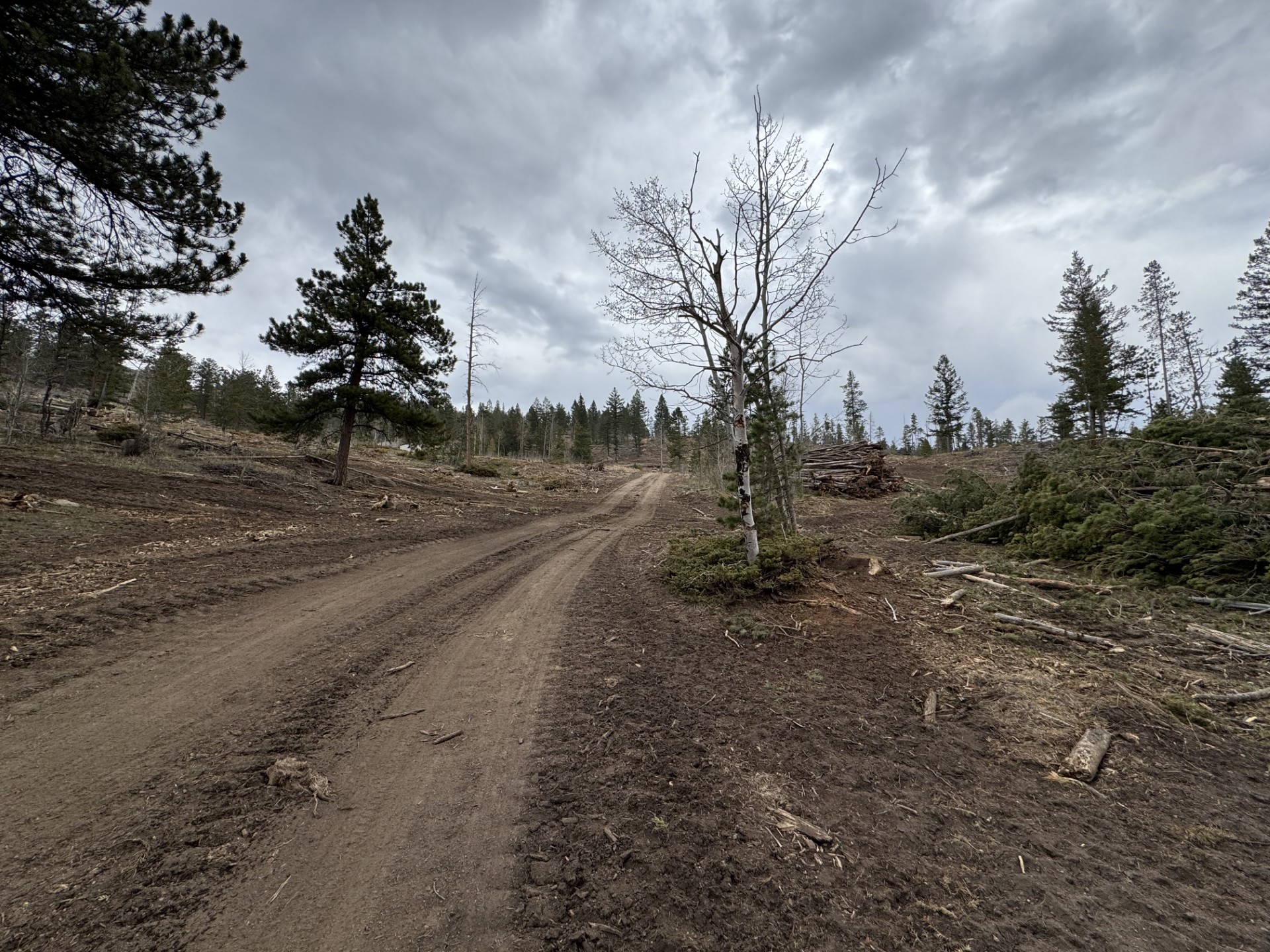 A recently clear-cut tract of timber west of Fort Collins. (Savannah Eller, the Gazette)