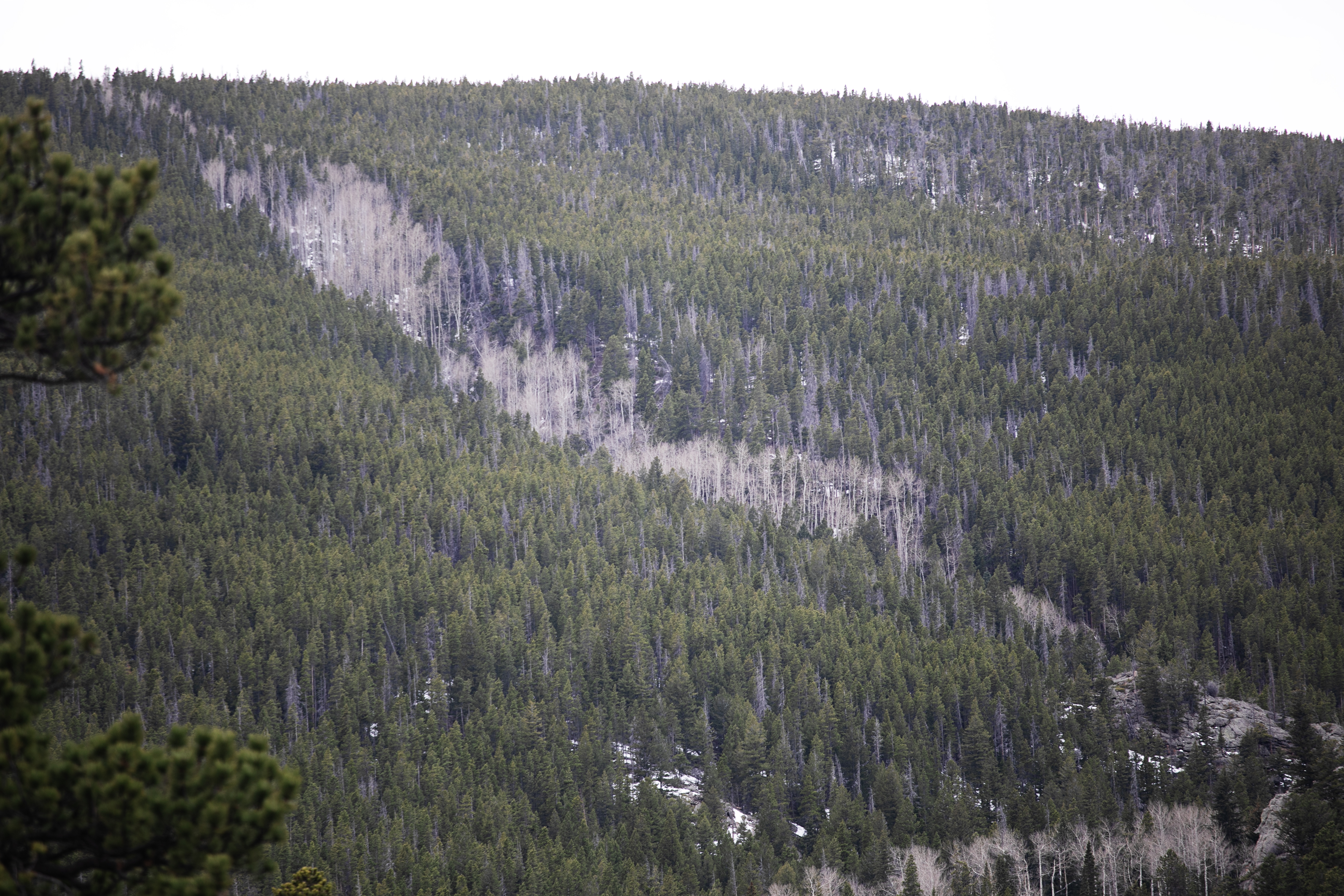 This portion of hillside in Rocky Mountain National Park was clear cut for lumber in 1870 by Abner Sprague, an early pioneer and sawmill operator in Colorado. Over 150 years later, the patch is now populated by an Aspen grove, a reminder of logging's lasting impact on U.S. forests. (TomHellauerMultimedia Producertom.hellauer@denvergazette.comhttps://denvergazette.com/content/tncms/avatars/f/9e/622/f9e6228a-3b6b-11ed-bf10-fbb71fa8e421.f54b911252c540f1d61709edc4727a39.png)