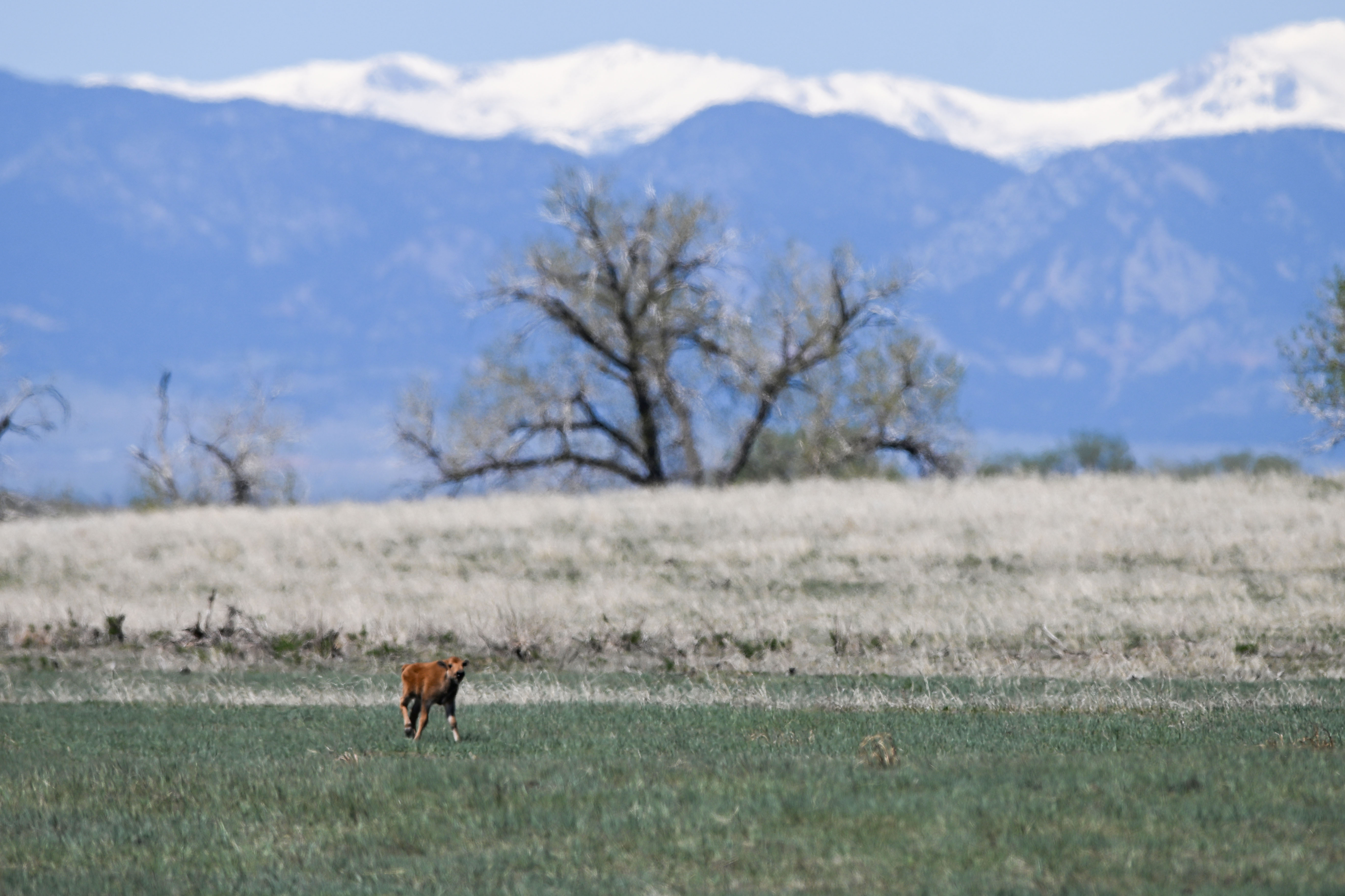 A baby Bison looks for its mother after a long nap at Rocky Mountain Arsenal National Wildlife Refuge in Denver on Friday, May 2, 2025. Birthing season is underway at the refuge, with at least 31 Bison born as of Tuesday according to wildlife officials. (Stephen Swofford, Denver Gazette) (StephenSwoffordPhotographerstephen.swofford@gazette.comhttps://secure.gravatar.com/avatar/1ddcaf11c5d70eaa58546ddc4e038687?d=mm&r=g)