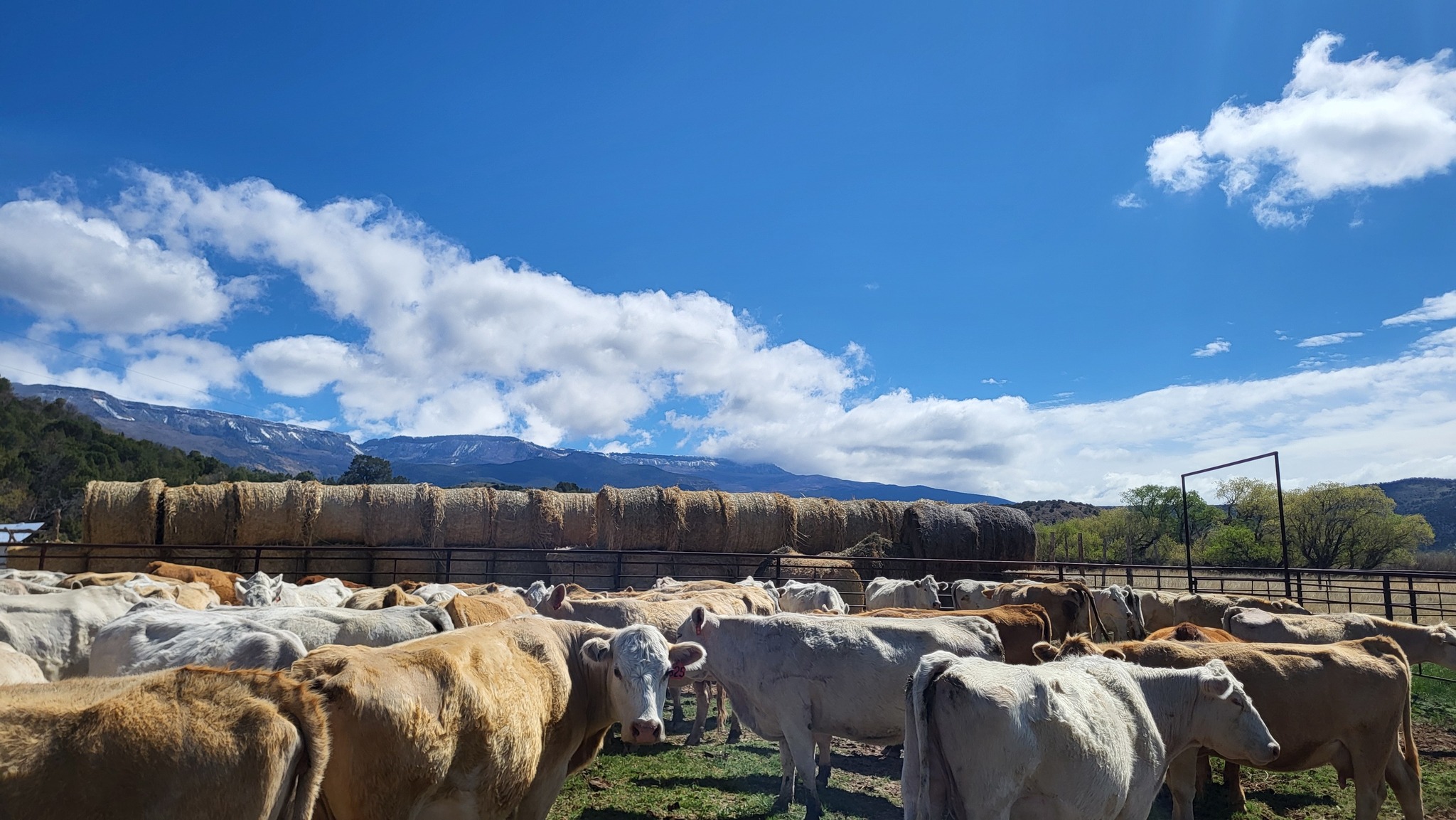 Colorado rancher Janie VanWinkle said tariffs are causing a lot of uncertainty in the beef industry, but they'll have to