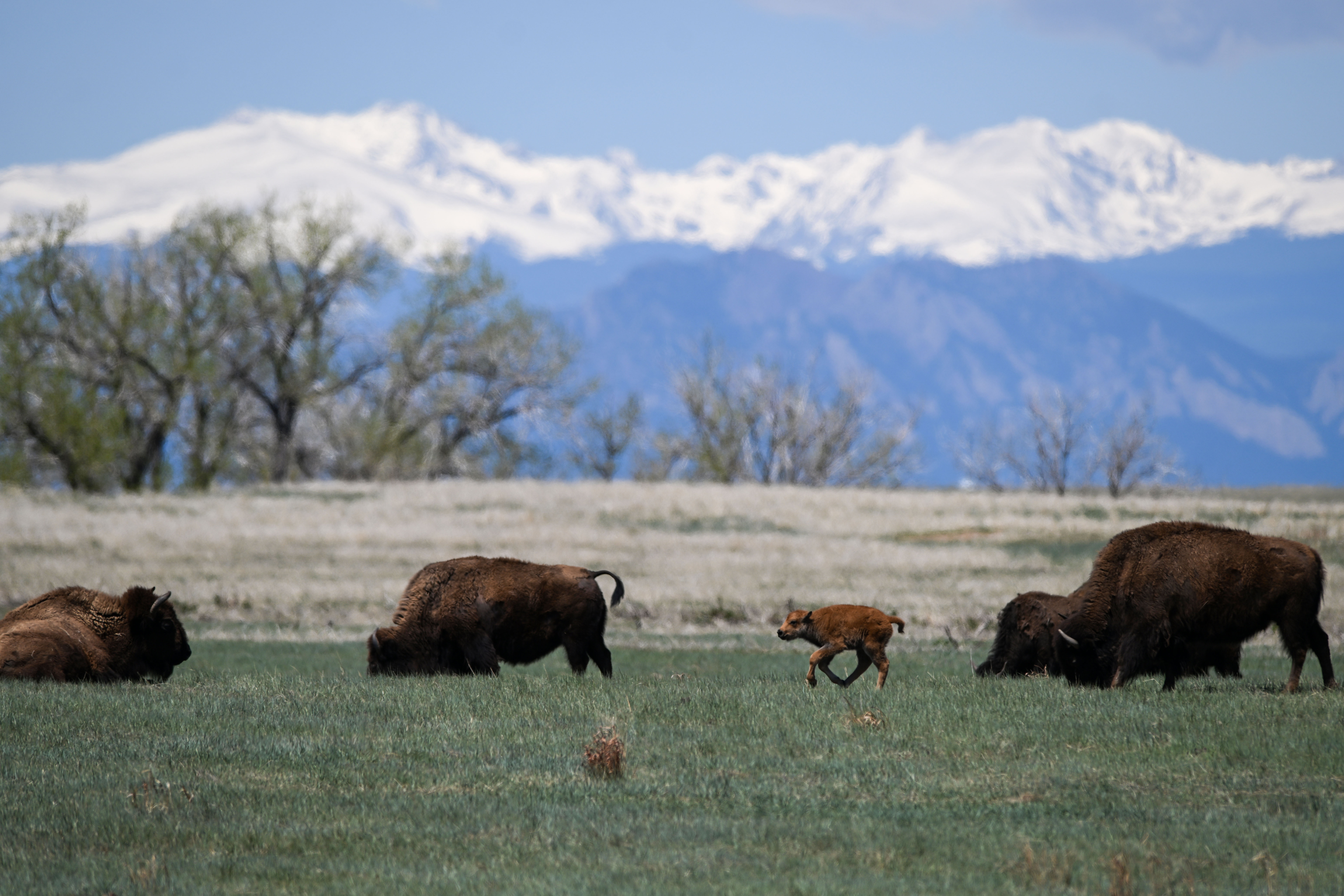 A baby Bison relaxes with its mother at Rocky Mountain Arsenal National Wildlife Refuge in Denver on Friday, May 2, 2025. Birthing season is underway at the refuge, with at least 31 Bison born as of Tuesday according to wildlife officials. (Stephen Swofford, Denver Gazette) (StephenSwoffordPhotographerstephen.swofford@gazette.comhttps://secure.gravatar.com/avatar/1ddcaf11c5d70eaa58546ddc4e038687?d=mm&r=g)