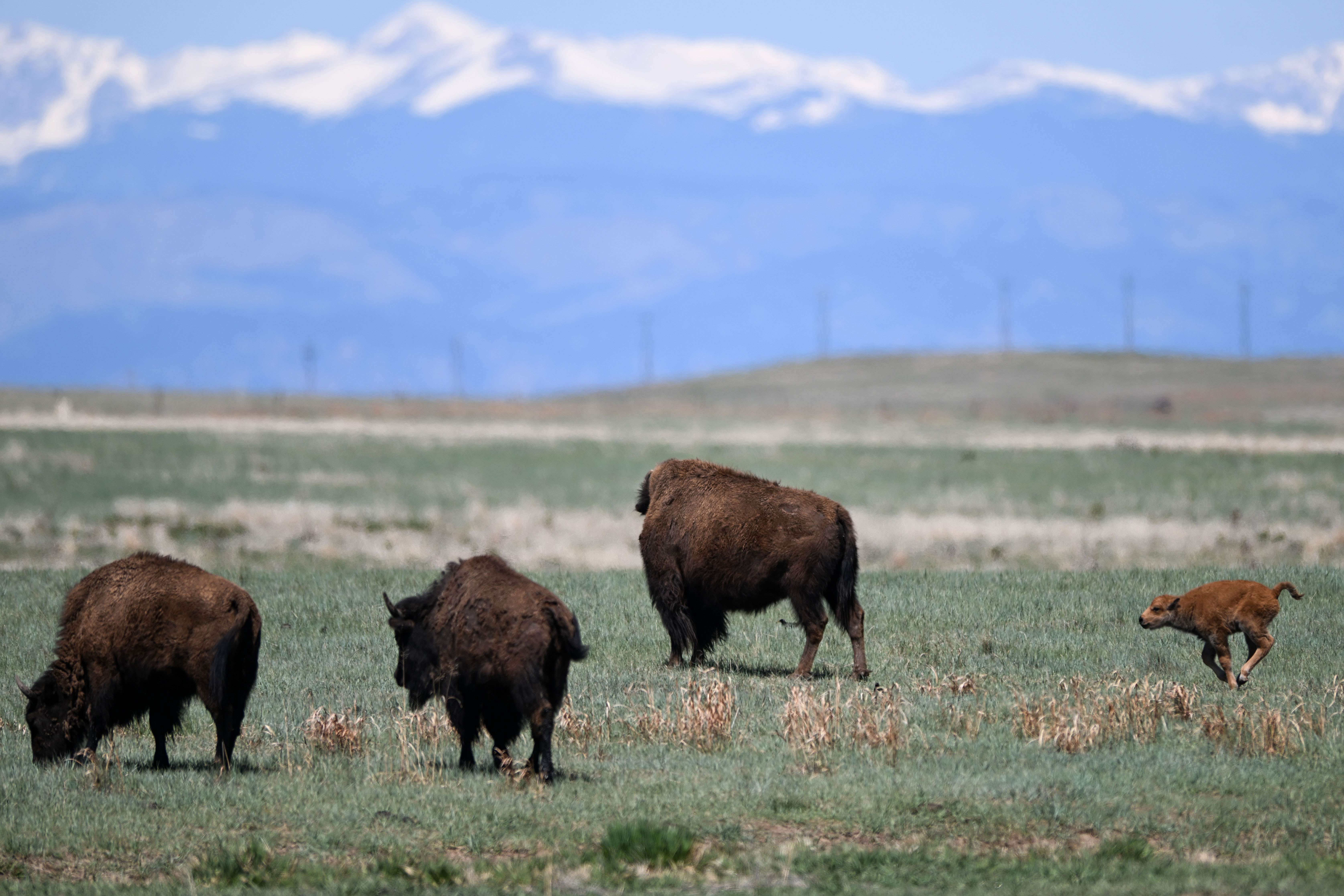A baby Bison relaxes with its mother at Rocky Mountain Arsenal National Wildlife Refuge in Denver on Friday, May 2, 2025. Birthing season is underway at the refuge, with at least 31 Bison born as of Tuesday according to wildlife officials. (Stephen Swofford, Denver Gazette) (StephenSwoffordPhotographerstephen.swofford@gazette.comhttps://secure.gravatar.com/avatar/1ddcaf11c5d70eaa58546ddc4e038687?d=mm&r=g)