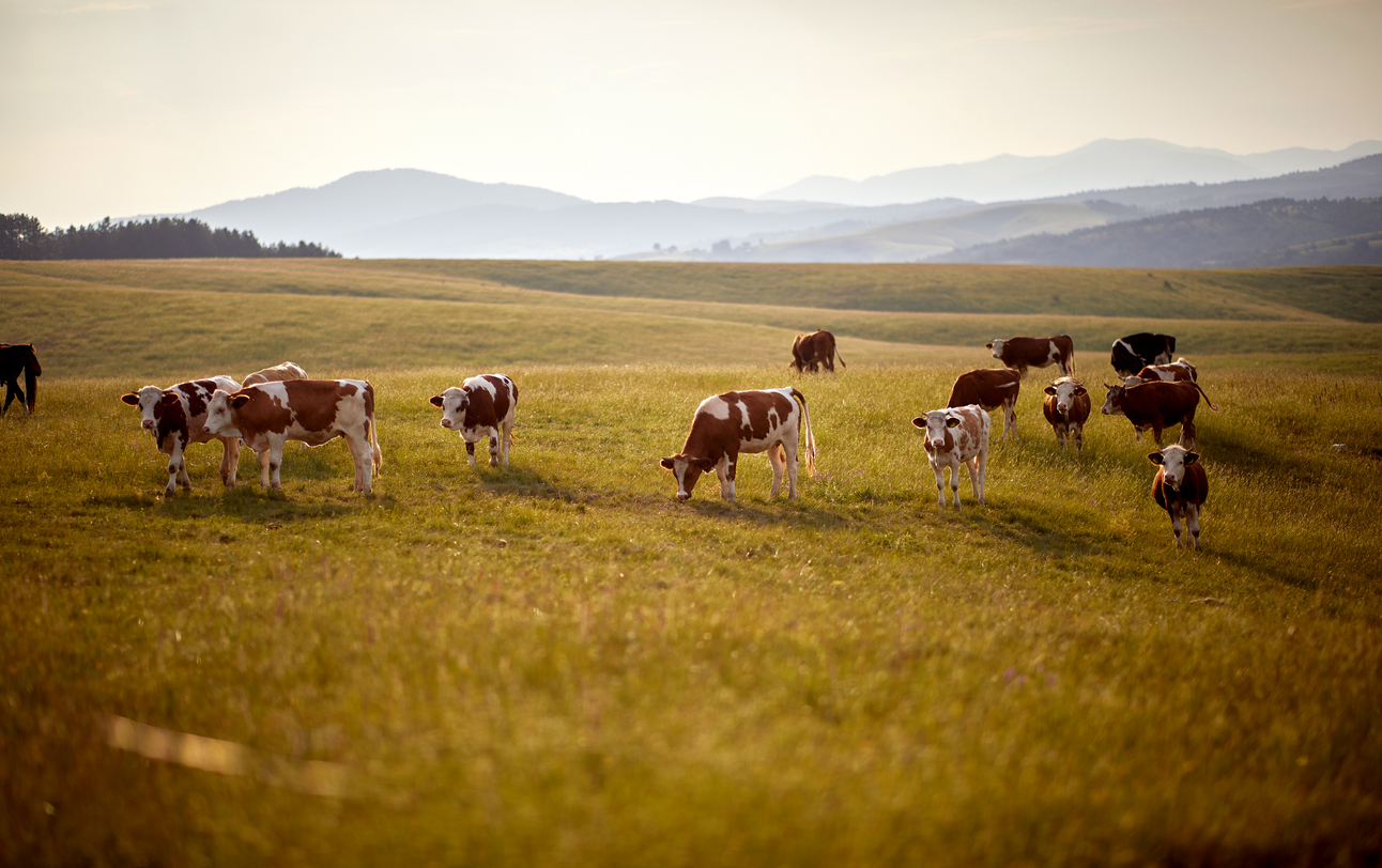 File photo: Herd of cows grazing in green meadow. The number of cattle inventory across the U.S. is falling, pushing beef prices up. (LuckyBusiness / iStock)