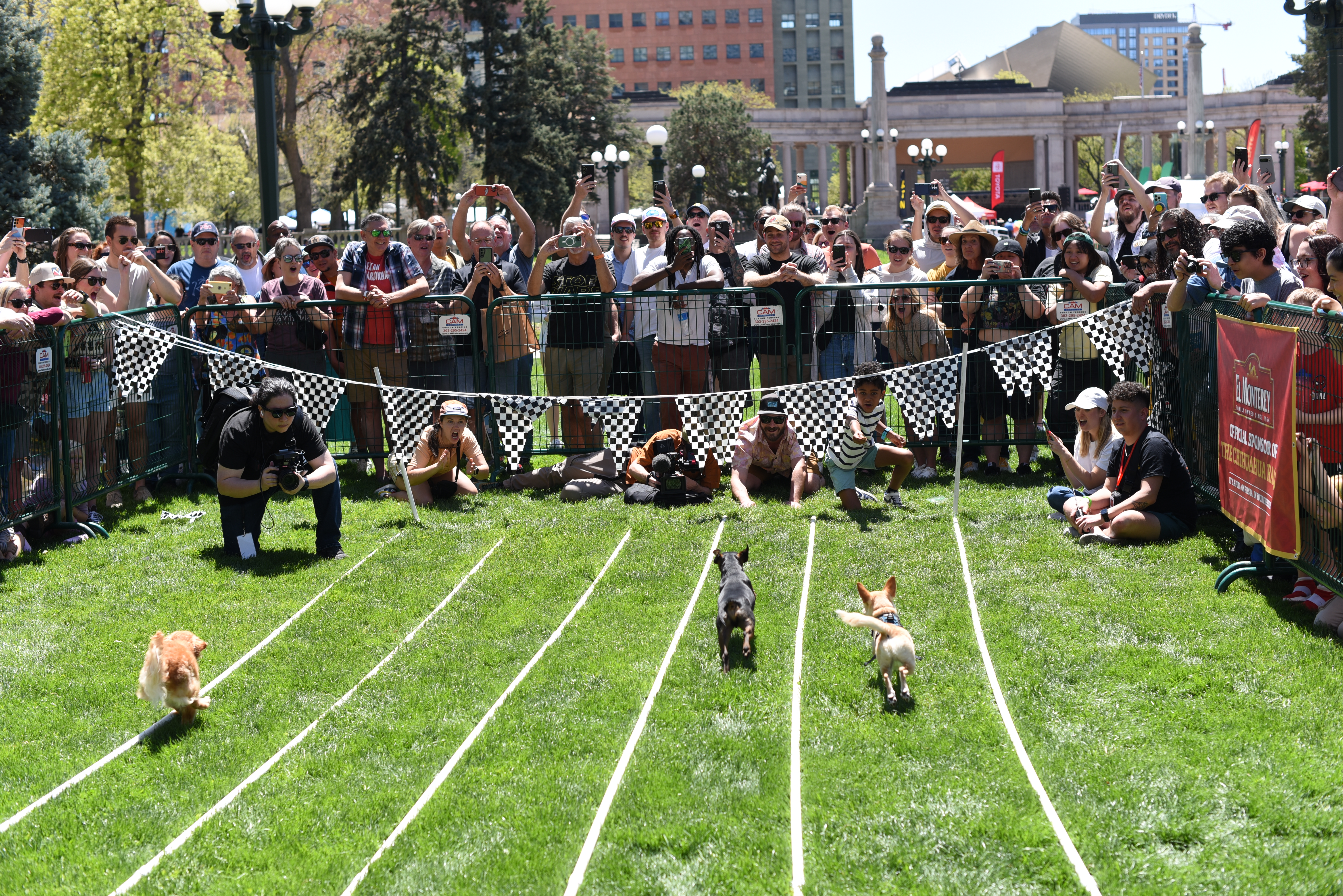 Chihuahua races take center stage at 36th annual Cinco de Mayo Festival