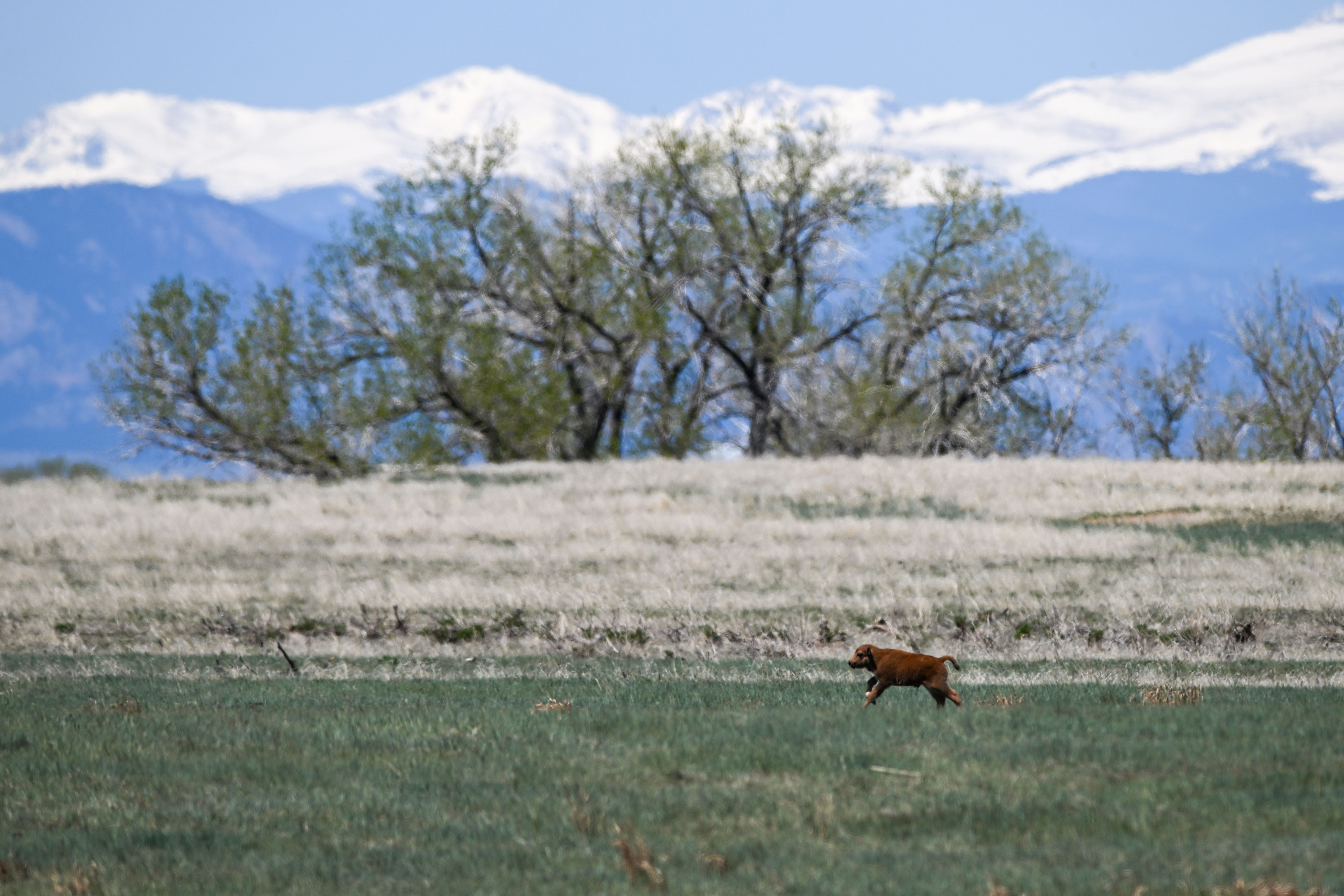 A baby Bison looks for its mother after a long nap at Rocky Mountain Arsenal National Wildlife Refuge in Denver on Friday, May 2, 2025. Birthing season is underway at the refuge, with at least 31 Bison born as of Tuesday according to wildlife officials. (Stephen Swofford, Denver Gazette) (StephenSwoffordPhotographerstephen.swofford@gazette.comhttps://secure.gravatar.com/avatar/1ddcaf11c5d70eaa58546ddc4e038687?d=mm&r=g)