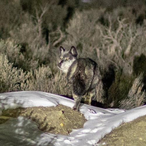 Canadian wolf release