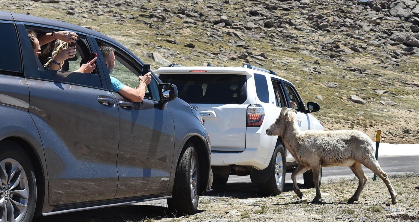 bighorn sheep.jpg (copy)