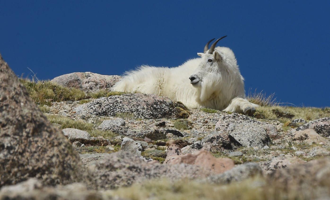 blue sky mount goat (copy)
