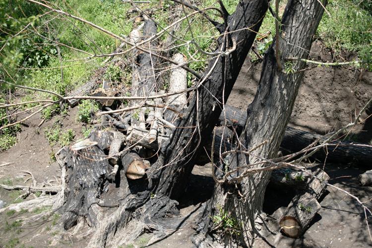 Charred logs from an earlier encampment fire
