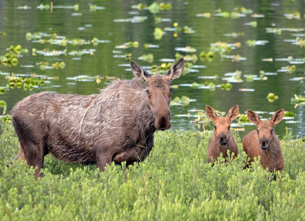 Watch for wildlife, Colorado troopers remind drivers after two killed in animal crashes