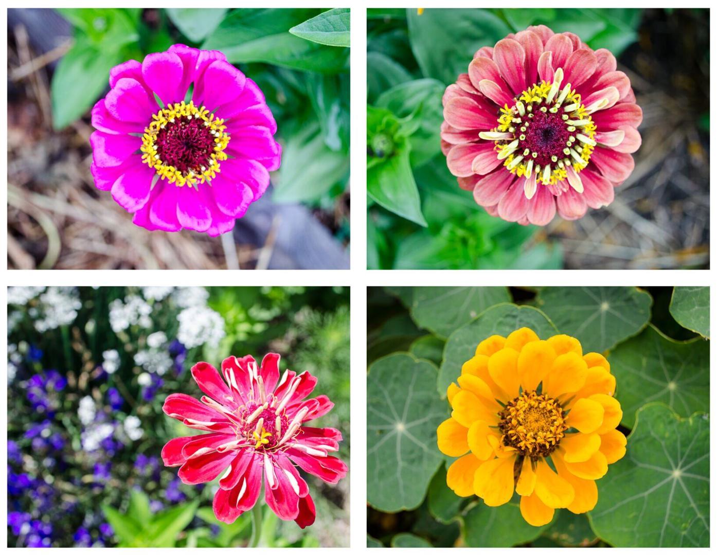 zinnia collage.jpg