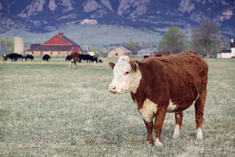 US-Mexico-Canada trade deal may bring good news to Colo. farmers (copy)