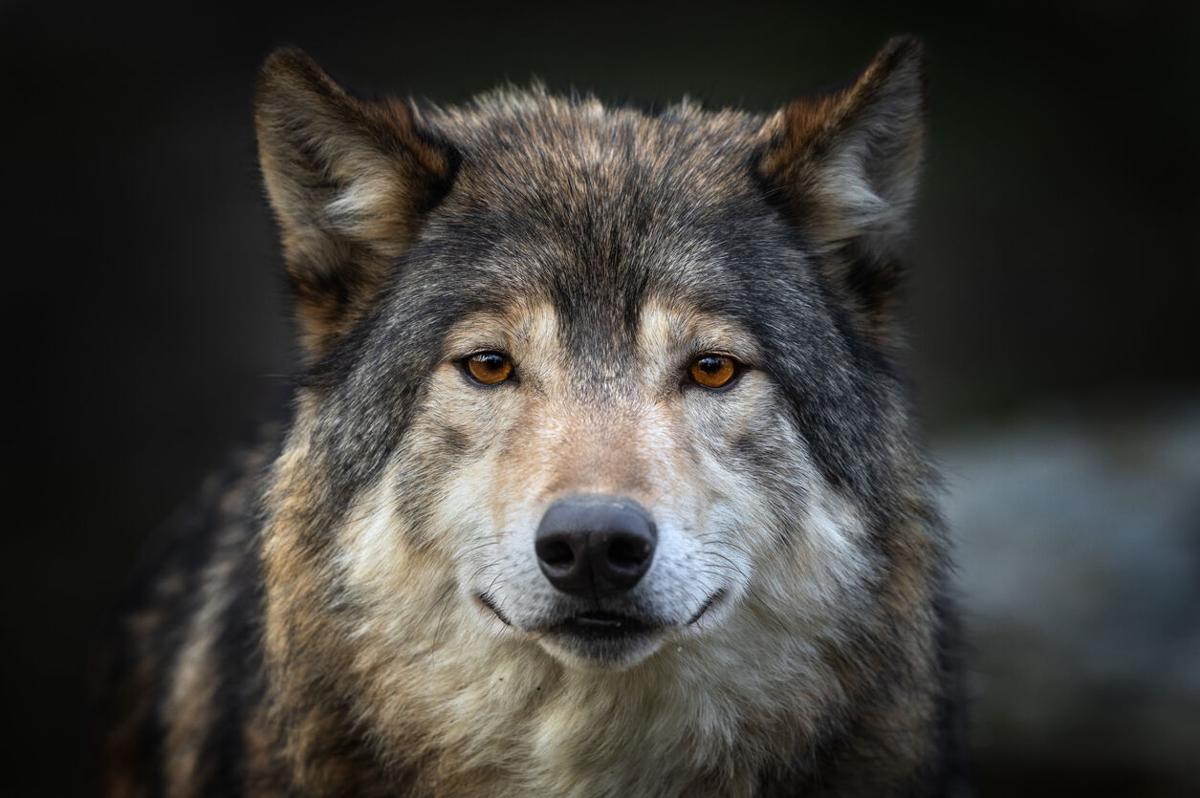 Beautiful timberwolf Photo: Andyworks (iStock).