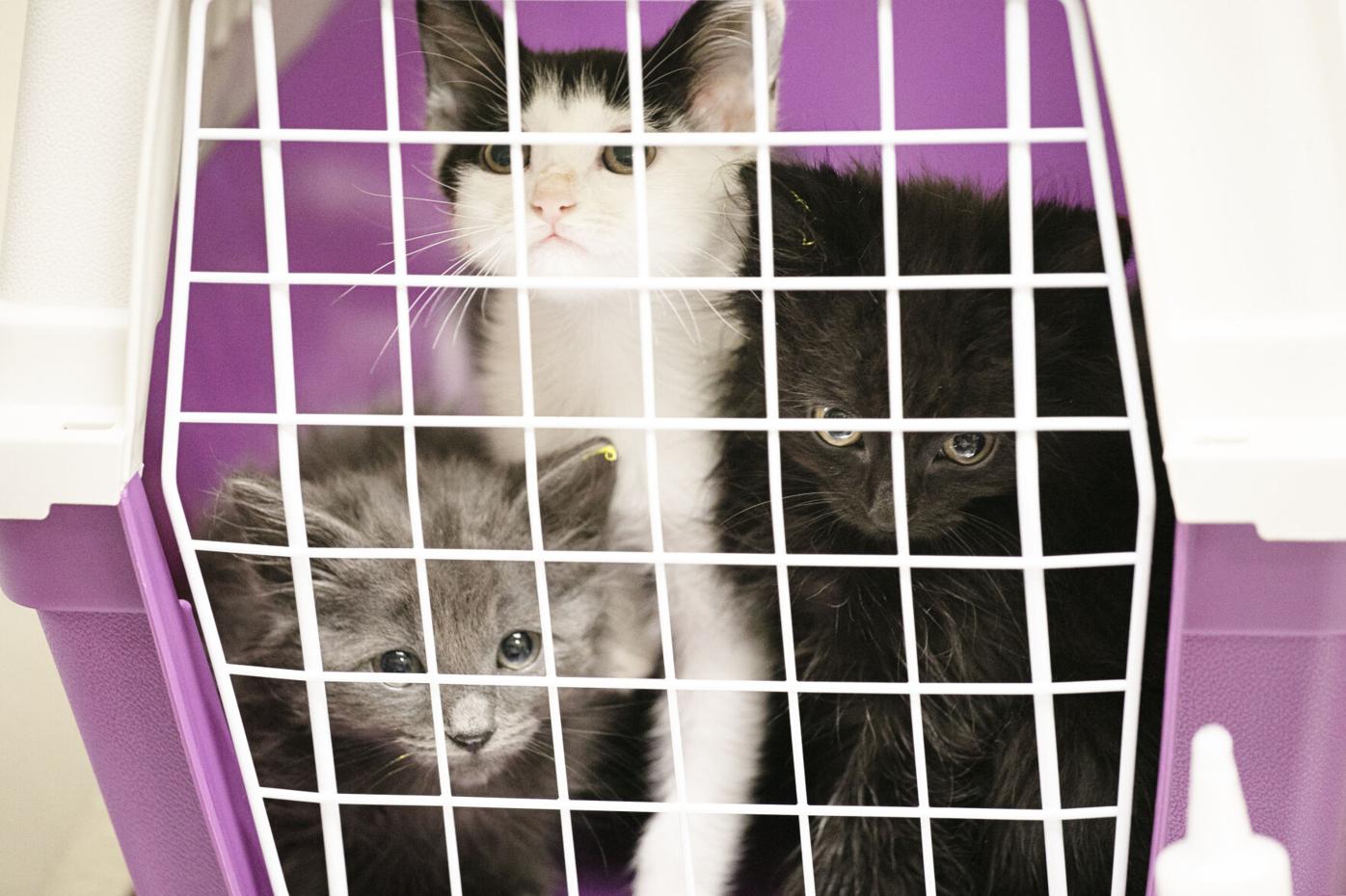 Denver Animal Shelter adjusts hours to provide more weekend adoption time