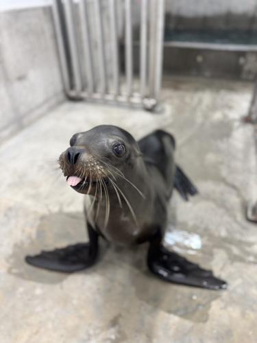Denver Zoo debuts $19 million state-of-the-art sea lion habitat