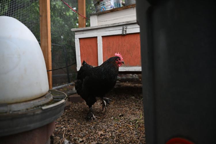Homesteaders 10