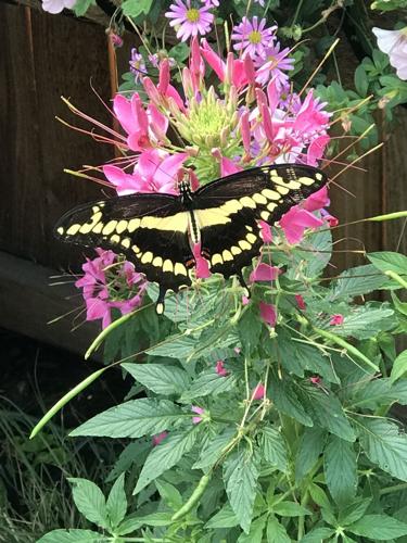 Year-round gardening: With most of the work done, sit back and enjoy the fruits of your labor
