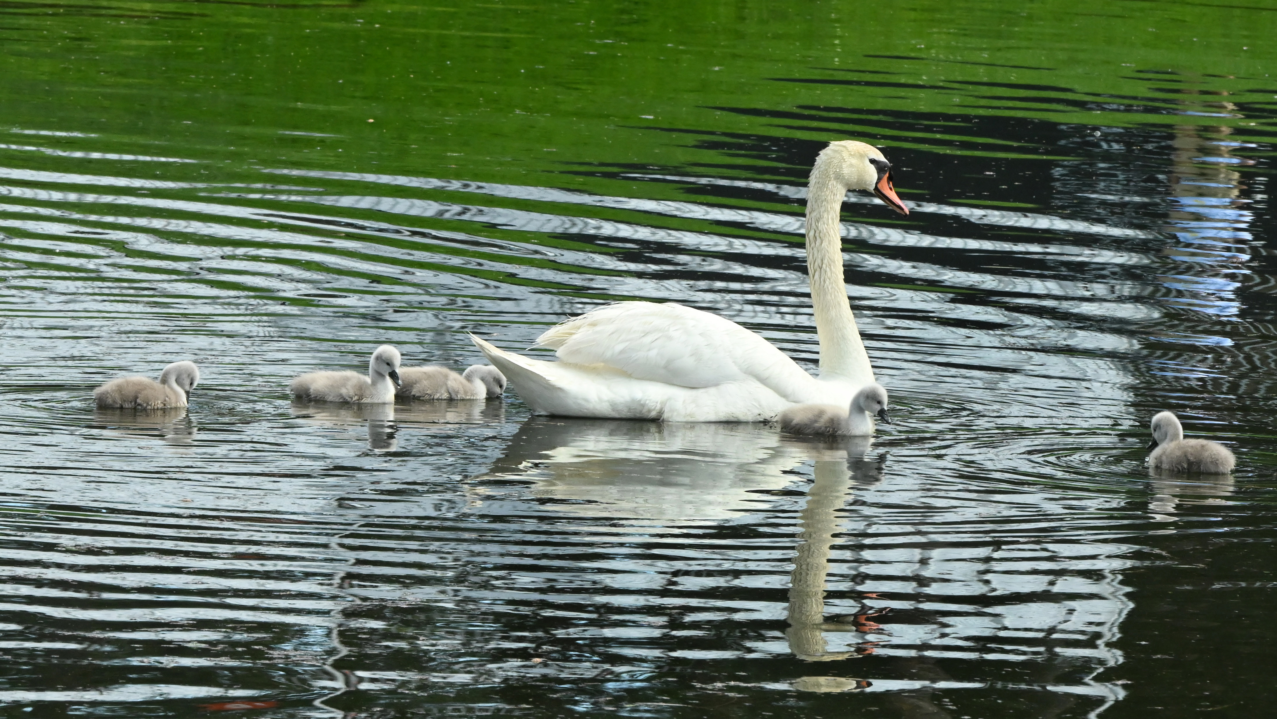 The seats of the U.S. Senior Open are reflected in a lake at the Broadmoor Golf Club that is the current home of a swan and her five cygnets. The swan family will have a front row seat for all the golf action June 26-29. (Jerilee Bennett, The Gazette)