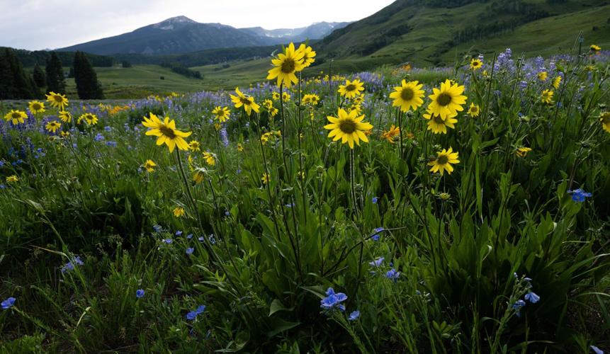 070725-ot-wildflowers 1.jpg