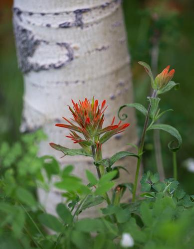 070725-ot-wildflowers 2.jpg