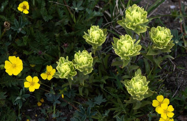 070725-ot-wildflowers 3.jpg