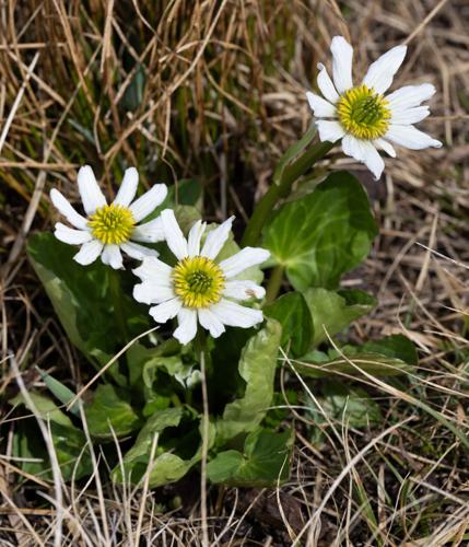 070725-ot-wildflowers 5.jpg