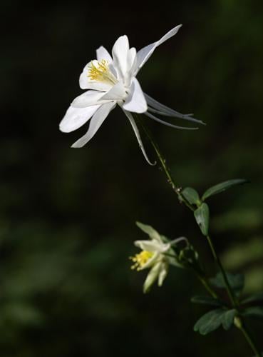 070725-ot-wildflowers 6.jpg