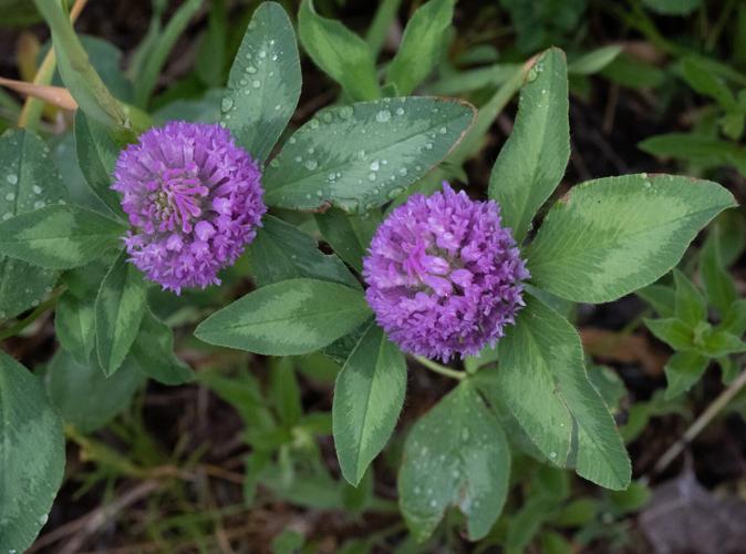 070725-ot-wildflowers 7.jpg