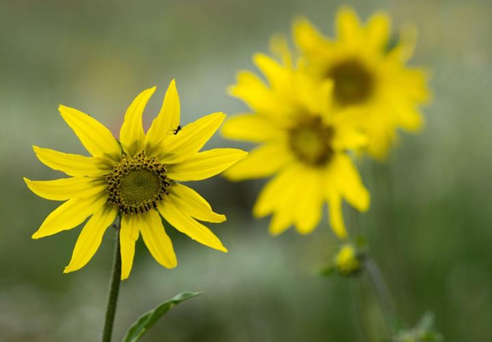 070725-ot-wildflowers 8.jpg