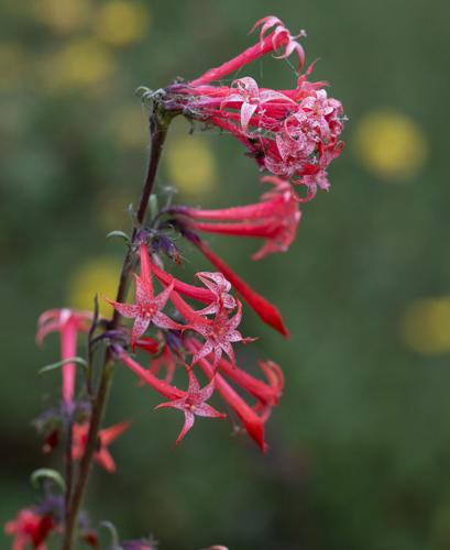 070725-ot-wildflowers 9.jpg