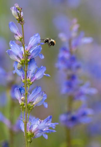 070725-ot-wildflowers 10.jpg