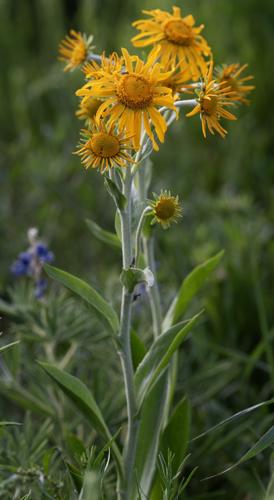 070725-ot-wildflowers 12.jpg
