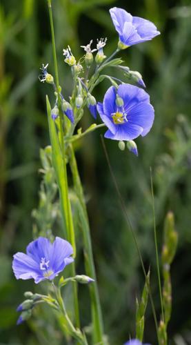 070725-ot-wildflowers 13.jpg