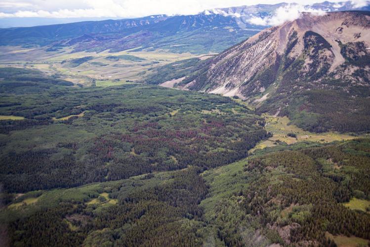 Mountain Pine Beetle in Gunnison County, 2024