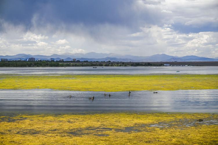 Cherry Creek Reservoir algae