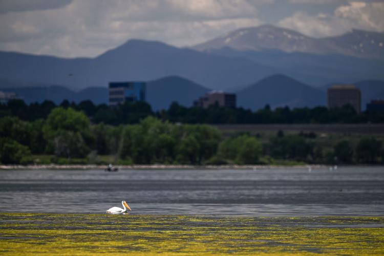 Cherry Creek Reservoir algae