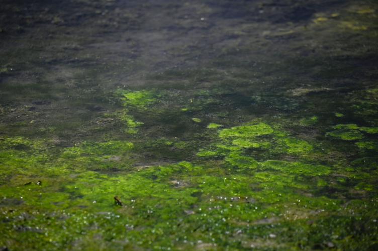 Cherry Creek Reservoir algae