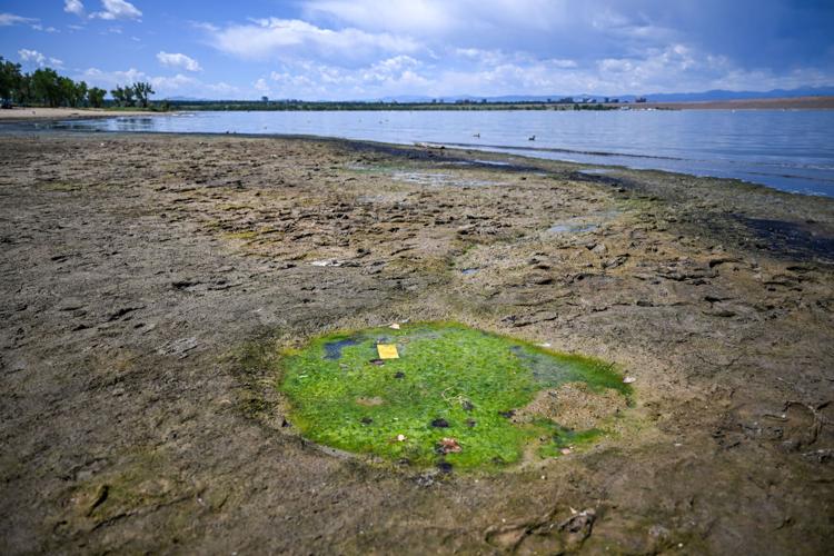Cherry Creek Reservoir algae