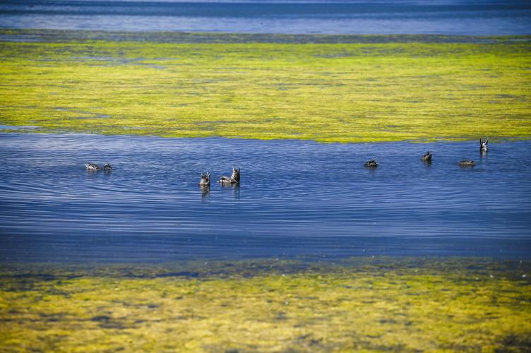 Cherry Creek Reservoir algae
