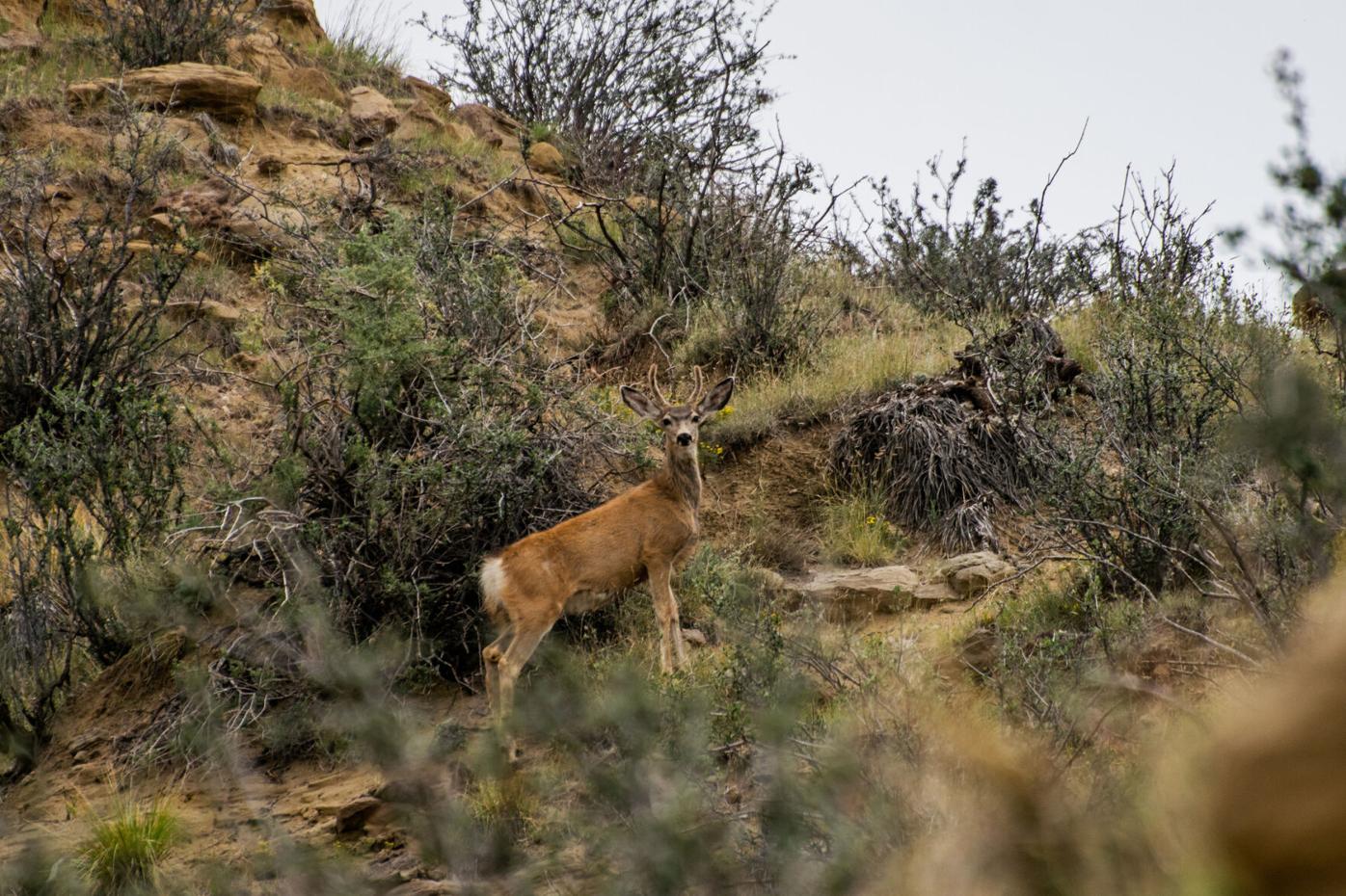 deer at corral bluffs.jpg