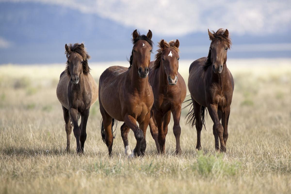 Four Horses Photo Credit: St.MarieLtd. (iStock).