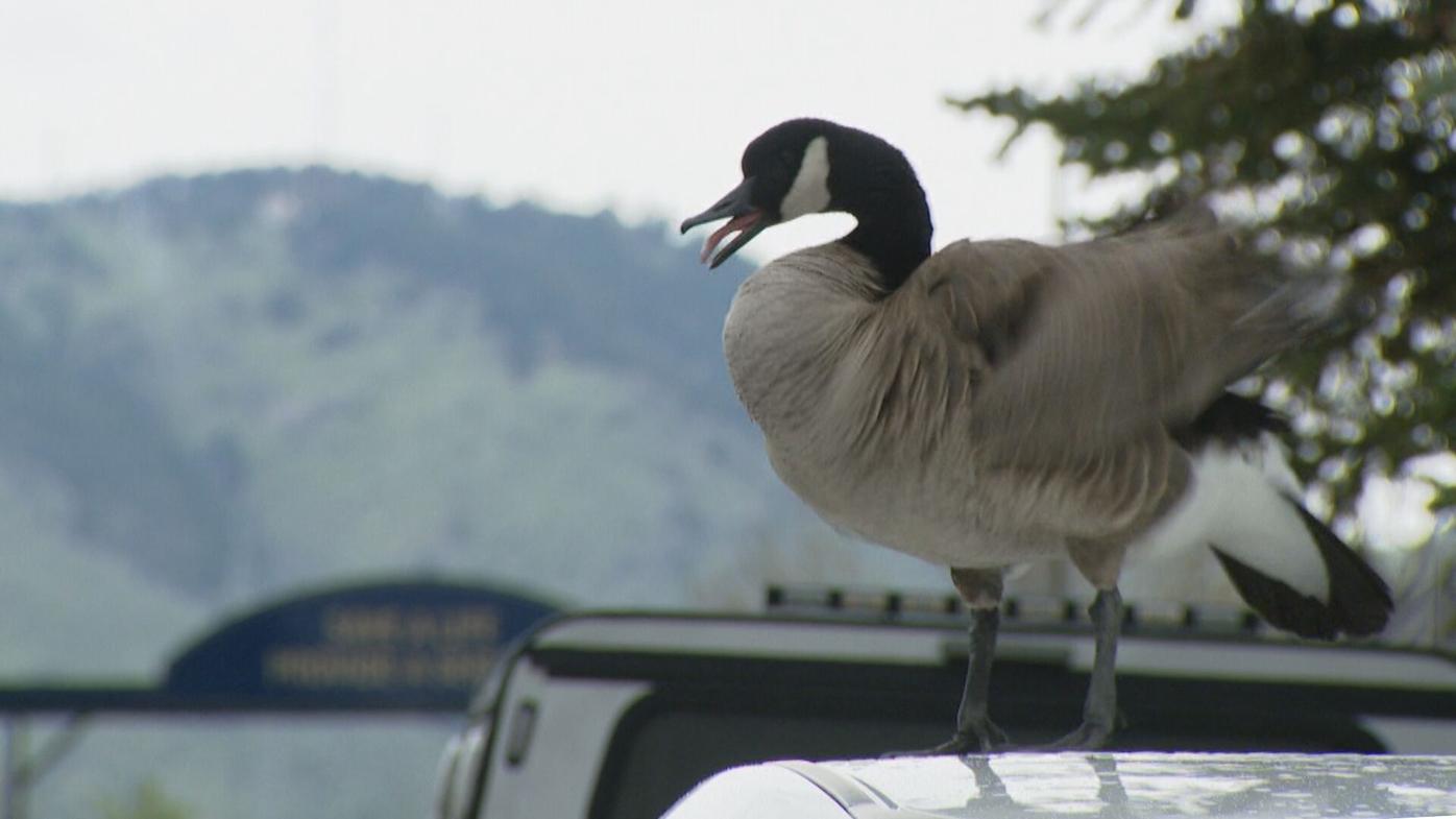 Goose on patrol: Feathered troublemaker takes over Colorado State Patrol Academy