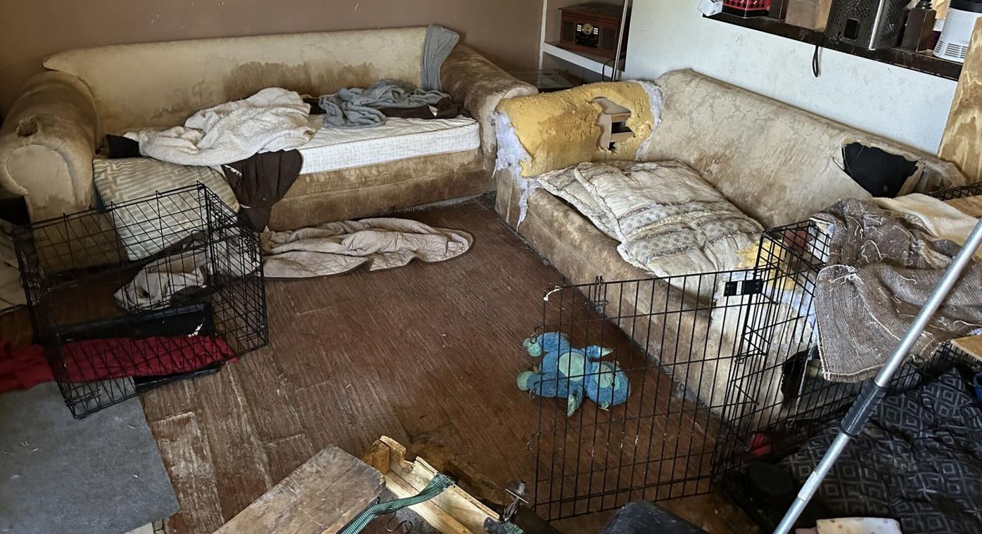 More than 100 animals removed from Northglenn home, police say