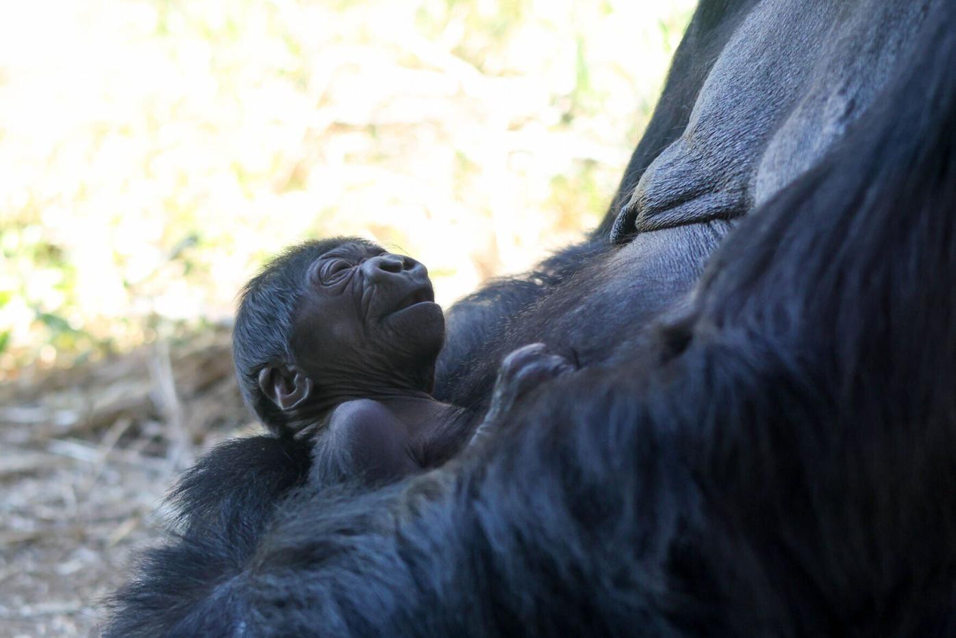 Critically endangered baby gorilla born at Cheyenne Mountain Zoo